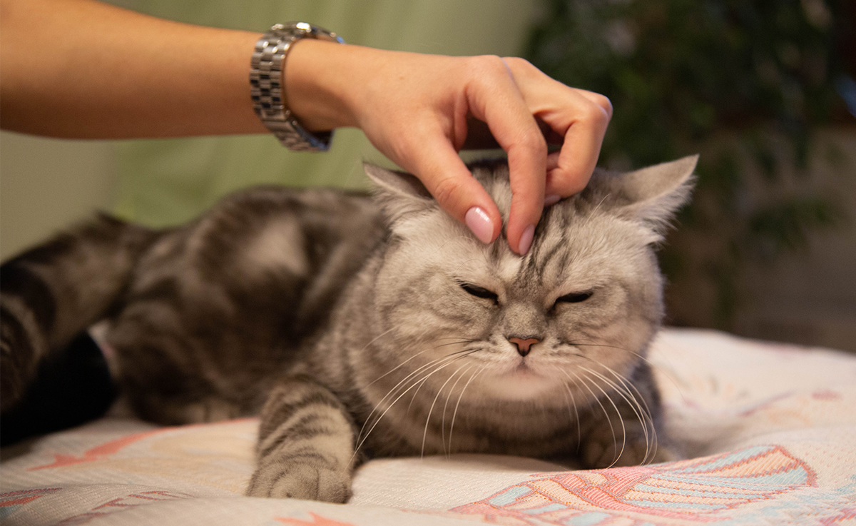 Всем привет! У меня есть кошка, британка Муся, моя любимица. Год назад ее стерилизовали: операция прошла хорошо, кошка быстро восстановилась, швы хорошо зажили.