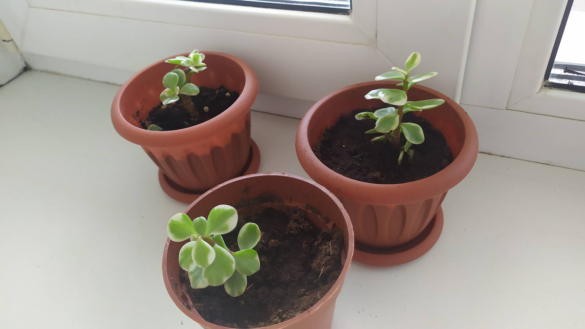 Только к цветам можно заходить без стука