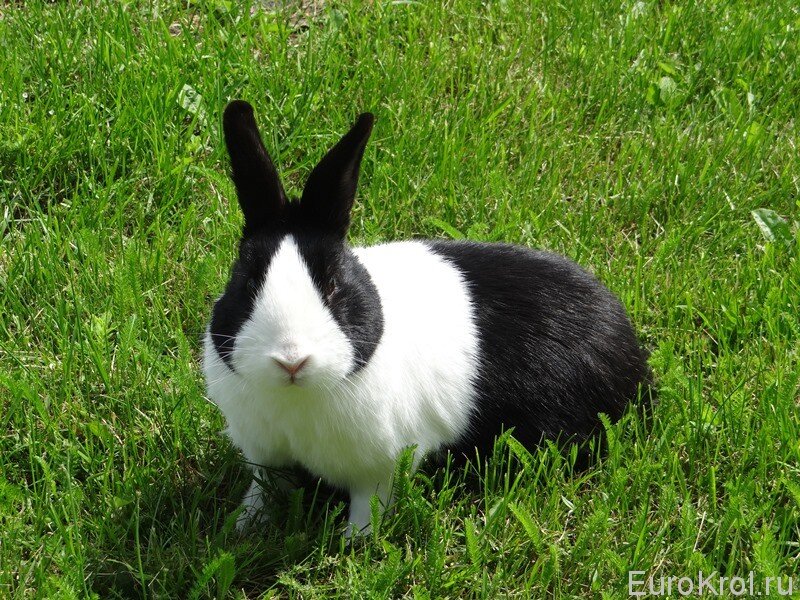 Порода относится к одной из самых старых — голландские кролики были
признаны как порода ещё в XIX веке, в Англии, и были первыми по
распространённости и популярности в Европе.