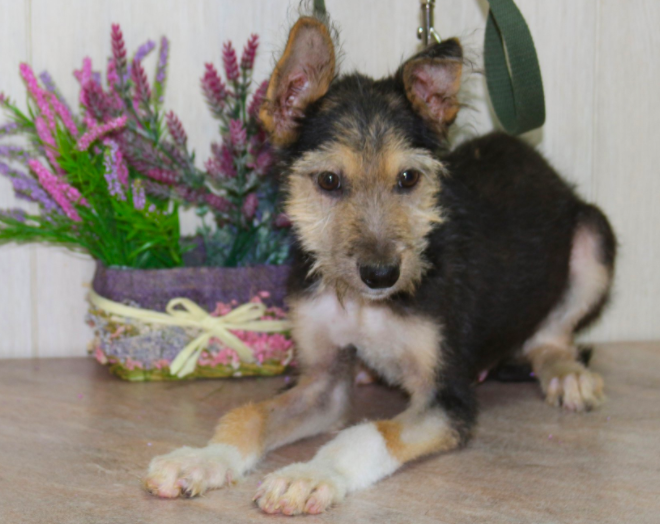 Фото: приют "Краснодог"