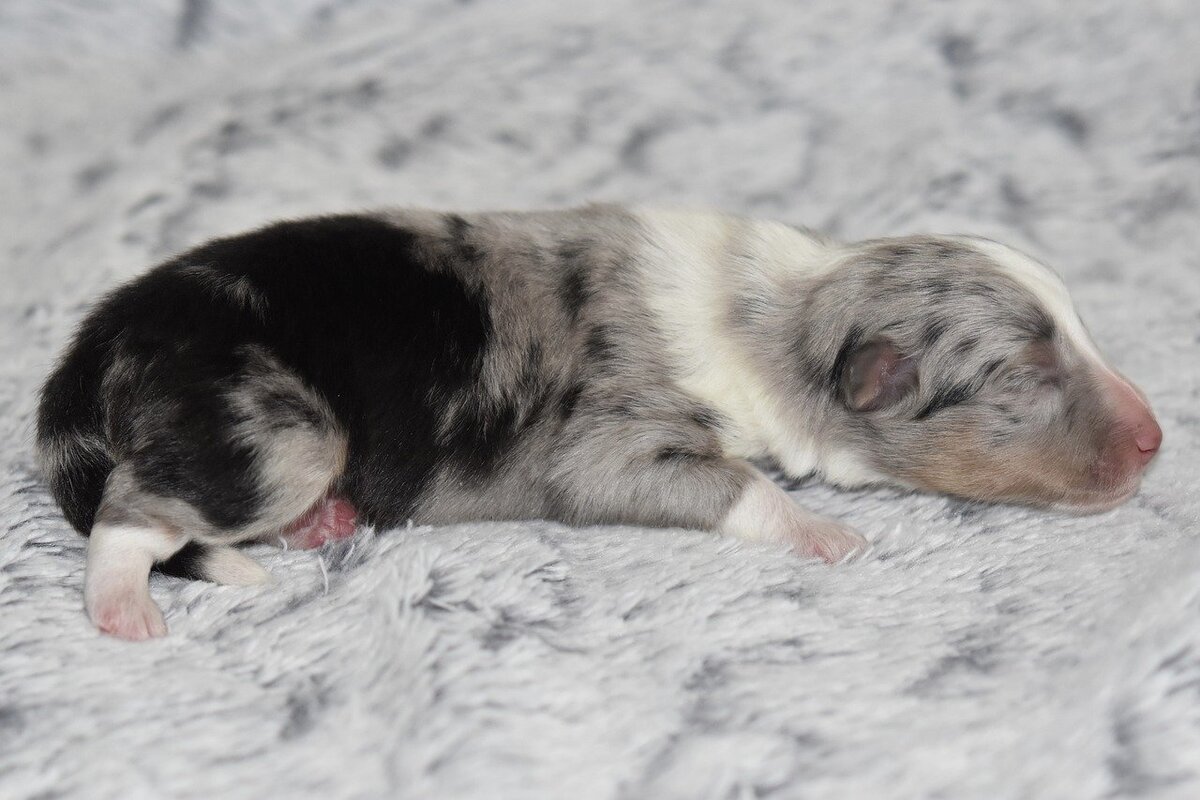 Щенок австралийской овчарки с мраморным окрасом