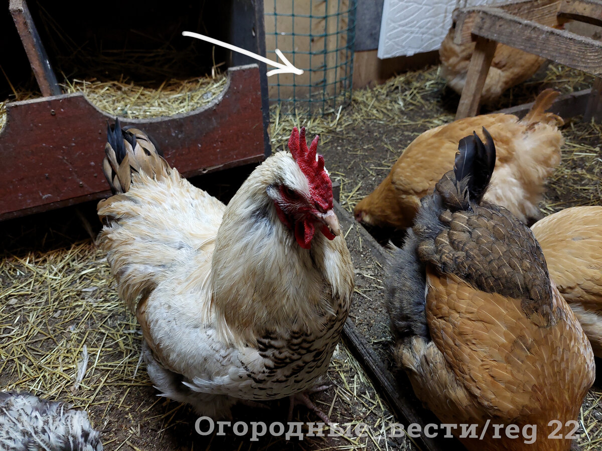 Молодой Петруша. Хоть и молод, а дело знает. Хотя, конечно, ему трудновато управляться с 12 курицами (рекомендуется 10 кур на одного петуха). Фото автора.