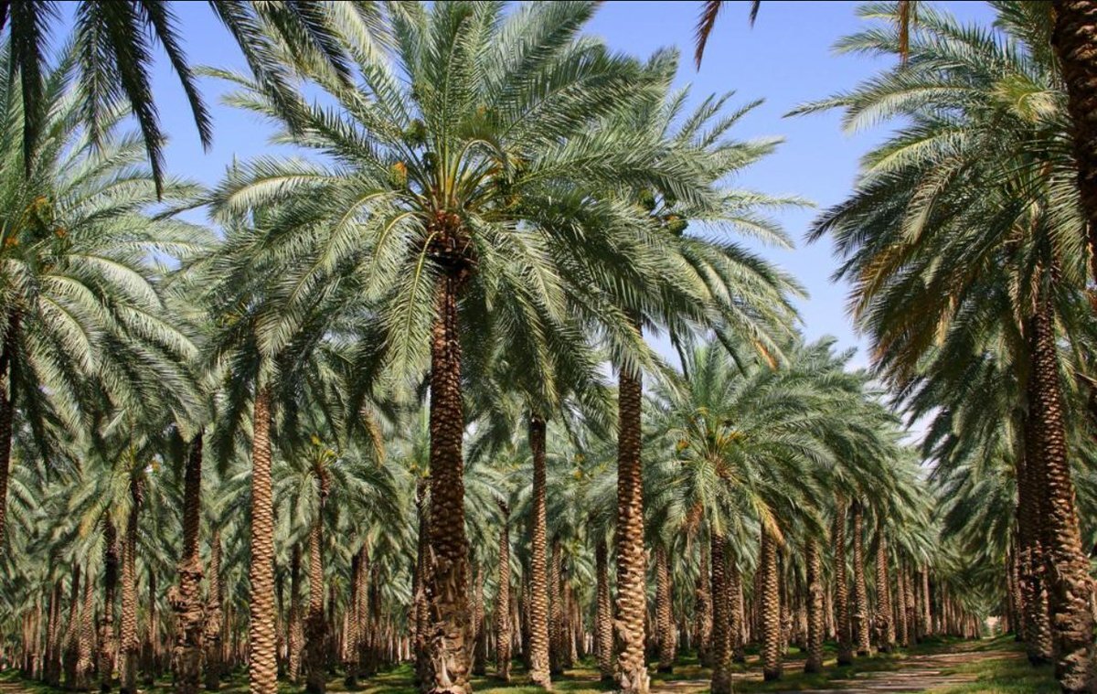 Город фиников. Финиковые пальмы в Египте. Финиковая Пальма плантации. Финиковая Пальма Медина.
