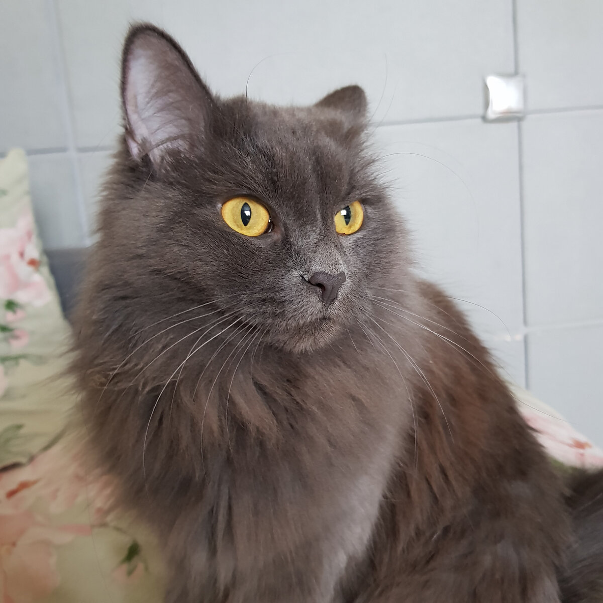 Наша кошка Лисонька,  была найдена соседями на лестничной площадке в возрасте 2 месяцев.