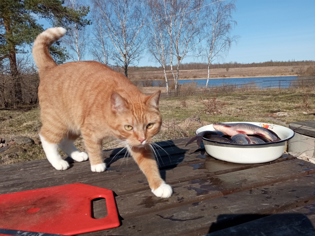 Только что пойманная рыба, купленная у соседа. Котик доволен.