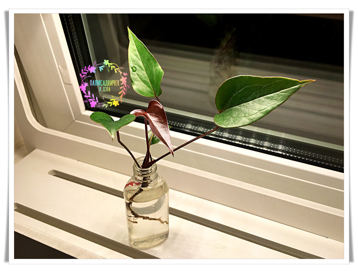 И была эта детка вот такой...