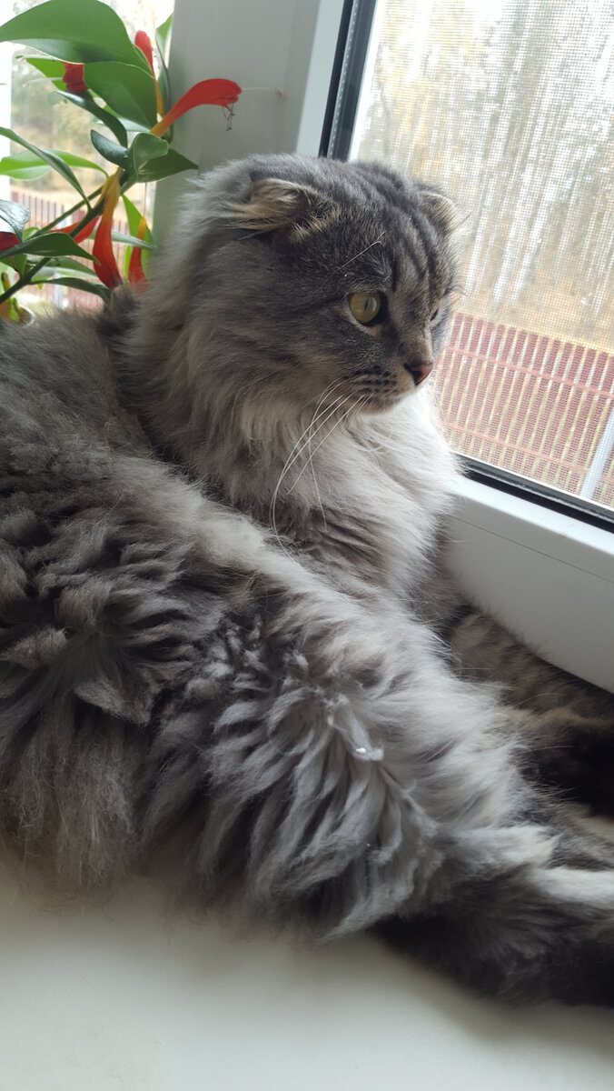 Маркиз в ожидании выхода на улицу