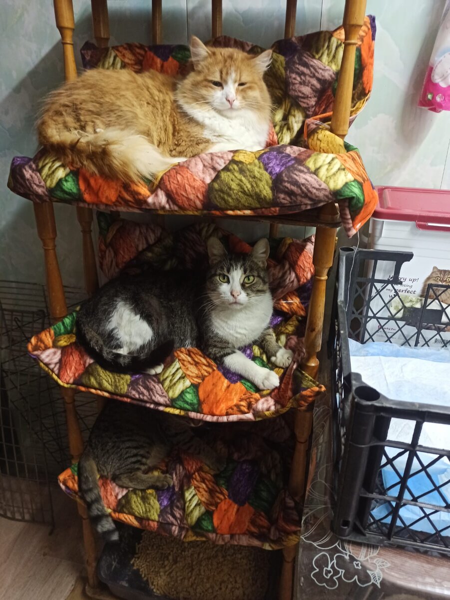 Они ждут мампап