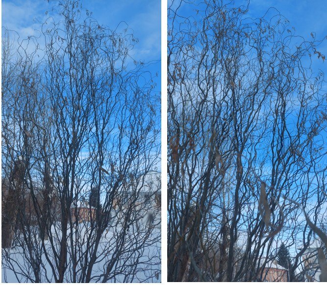 Ива и извилистая (фото автора канала)