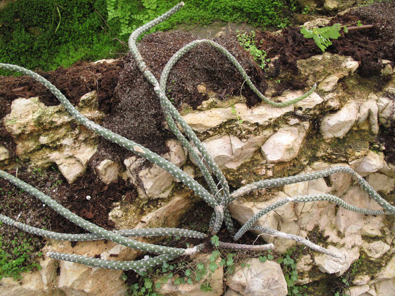 Селеницереус данкелари. С https://powo.science.kew.org.