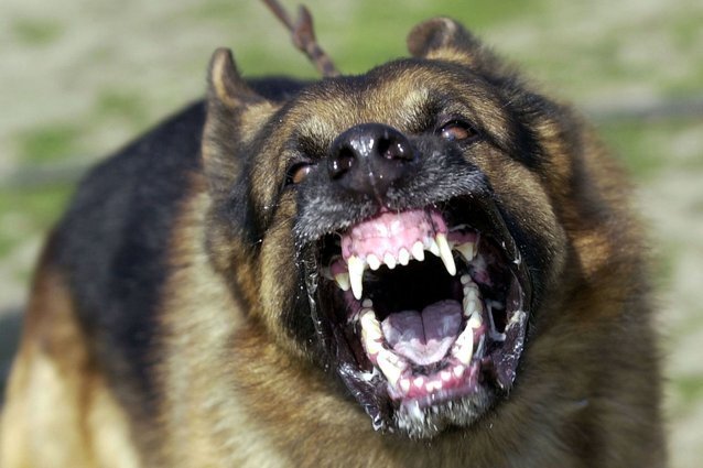 Фото: Justin Sullivan / Getty Images