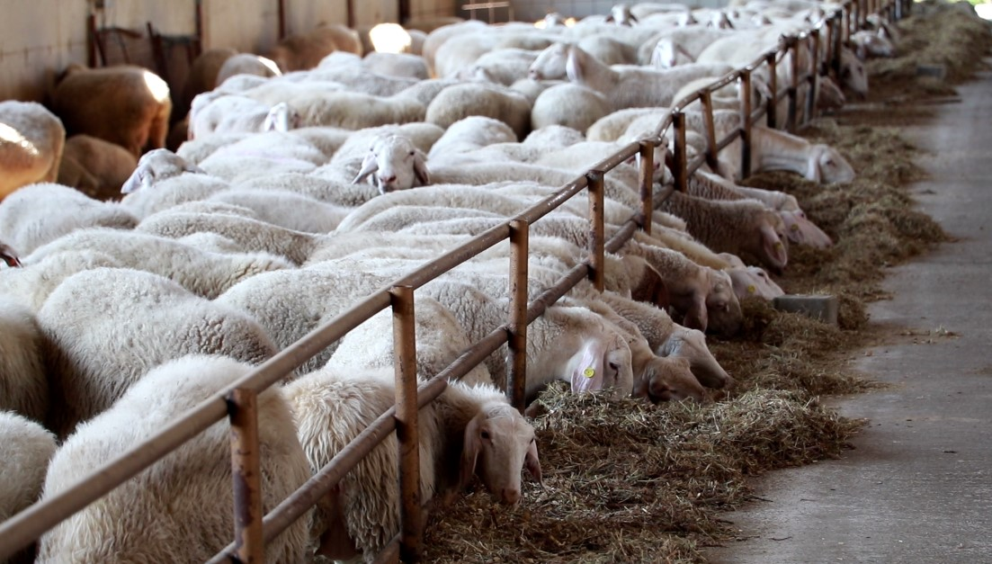 Источник: agri.bg