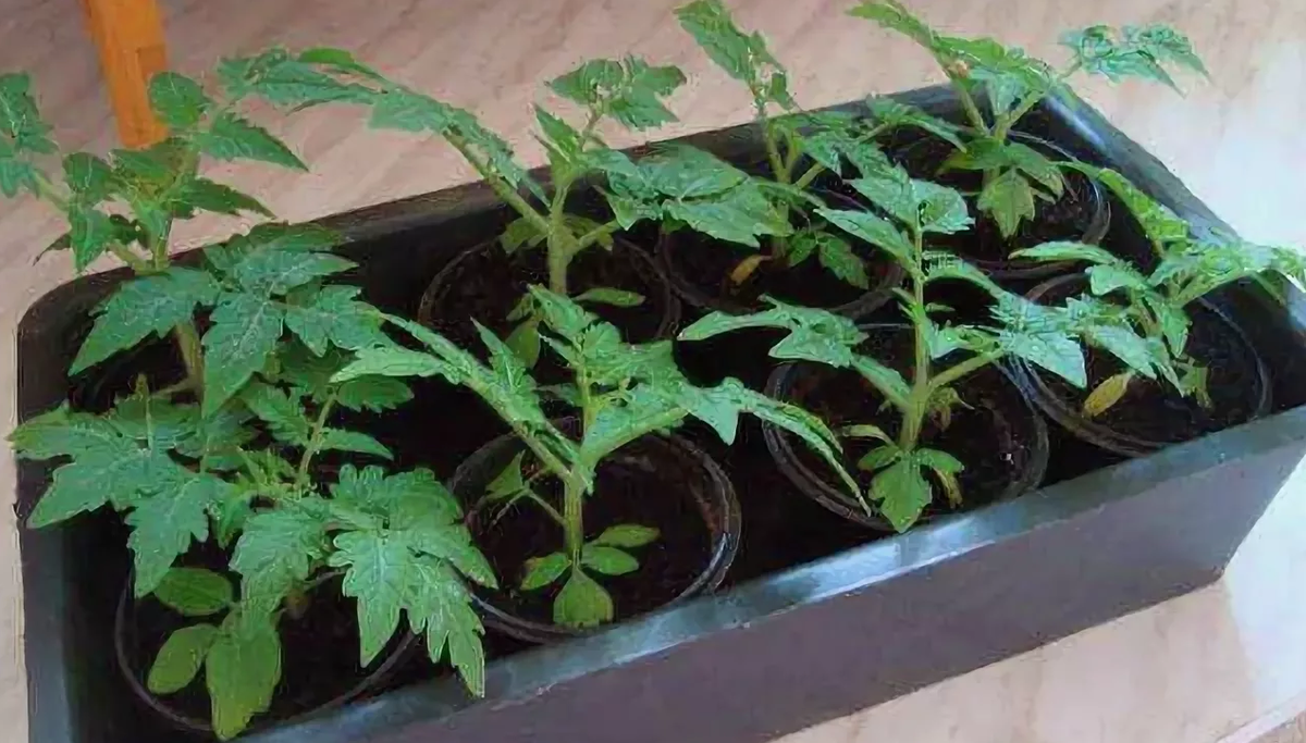 Развитие рассады томатов по дням фото