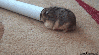 гифка из сети. маленький хомячок Зеленский. 