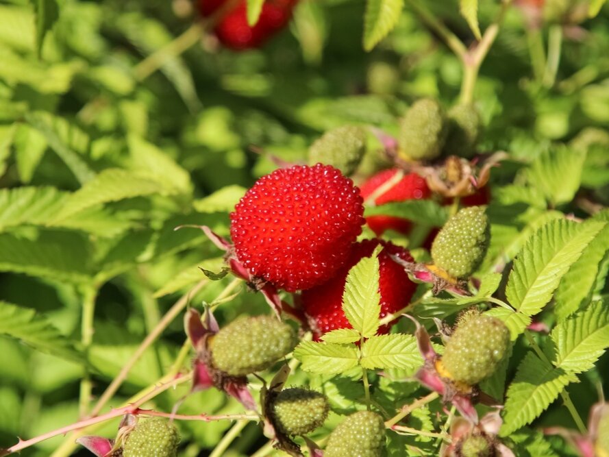 Малина розолистная. Фото: prosad.ru