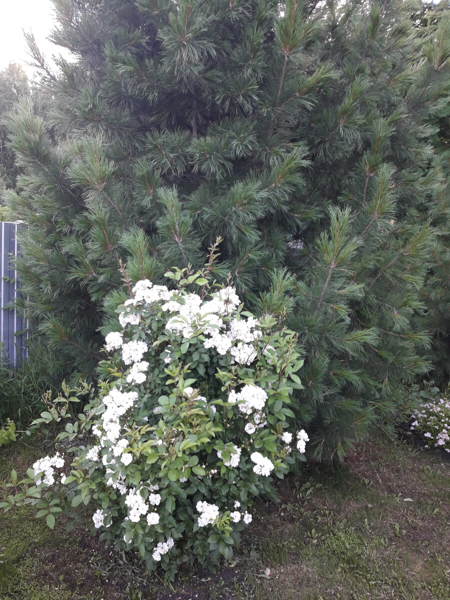 Гирлянд Амур, мускусный гибрид на фоне кедра сибирского