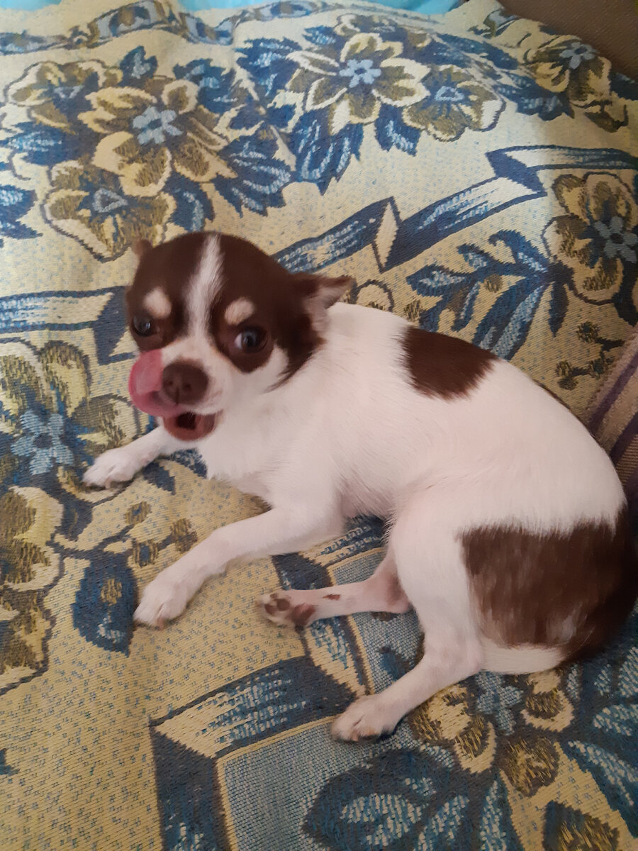 Чихуашка Лея. Весит всего лишь 2 кг. Очень няшная, залижет всех :)