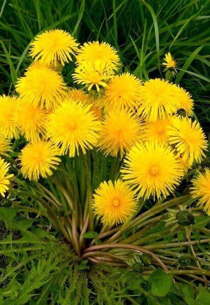 Одуванчики