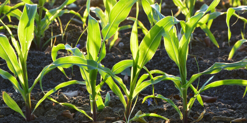 Утверждение: нитраты в овощах являются вредными