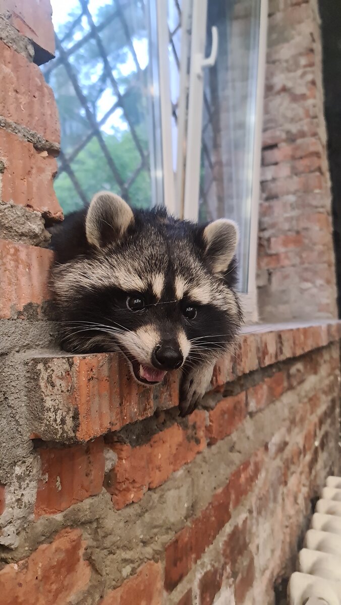 Витя просто обожает любые подоконники.