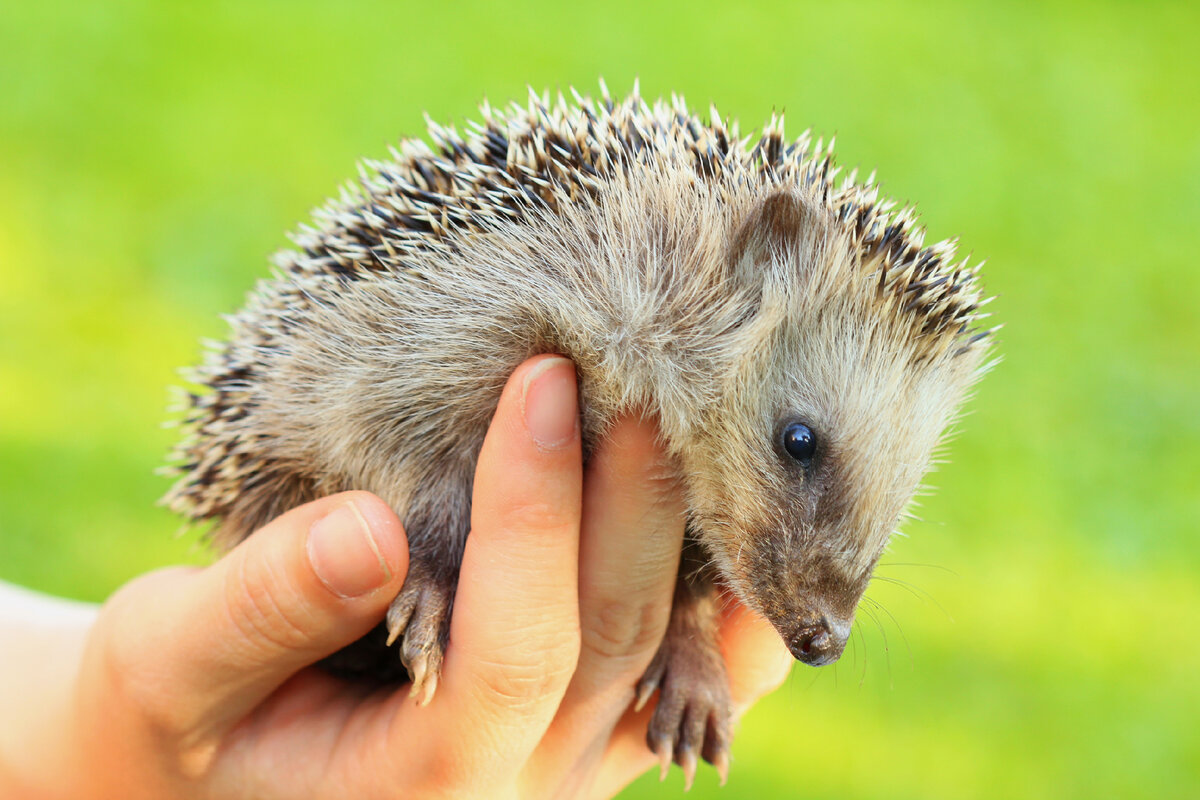 Фото: Adobe Stock 