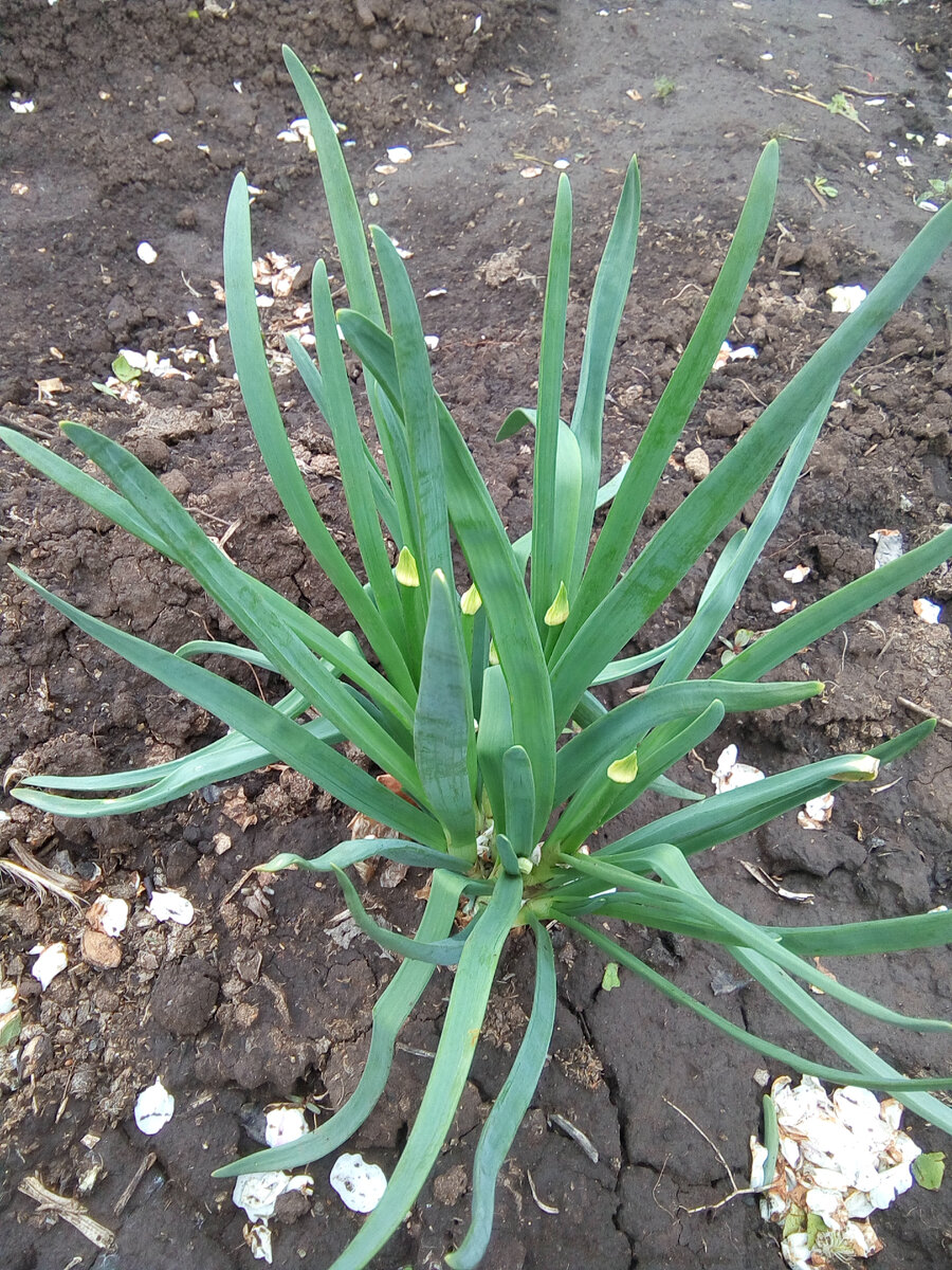 Посадила бабка лук на семена