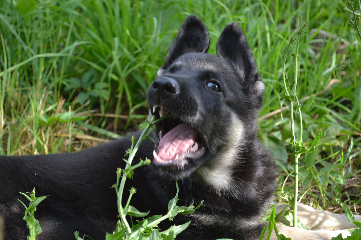 Аристократка королевская грация 