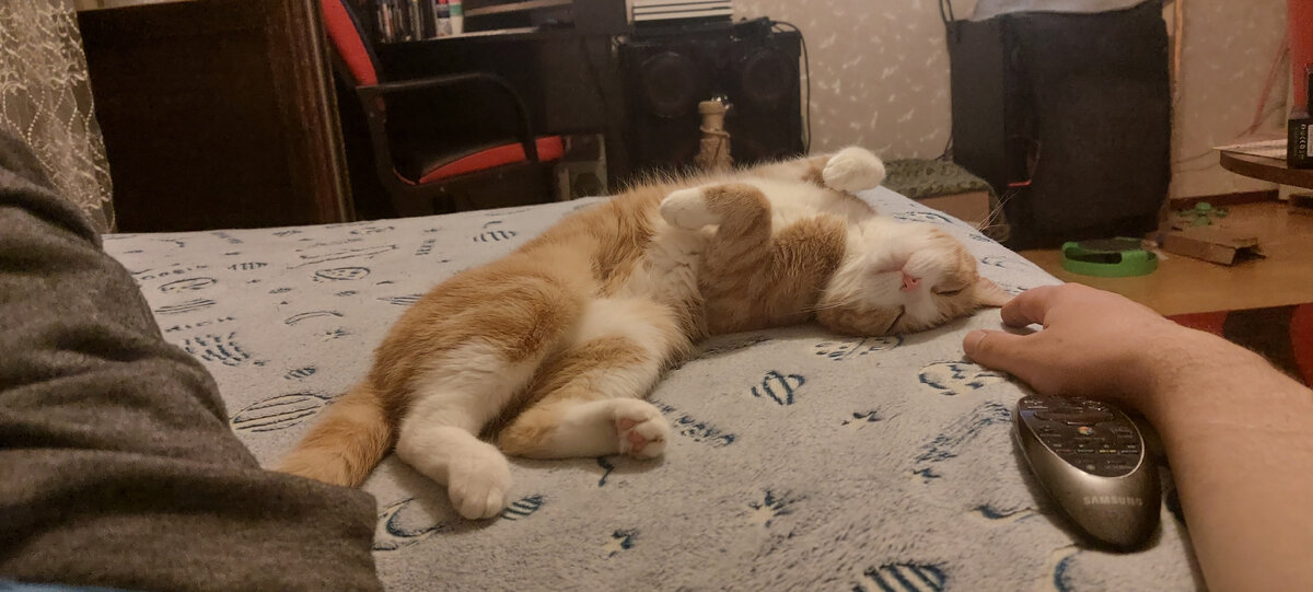 Лиса мама😻