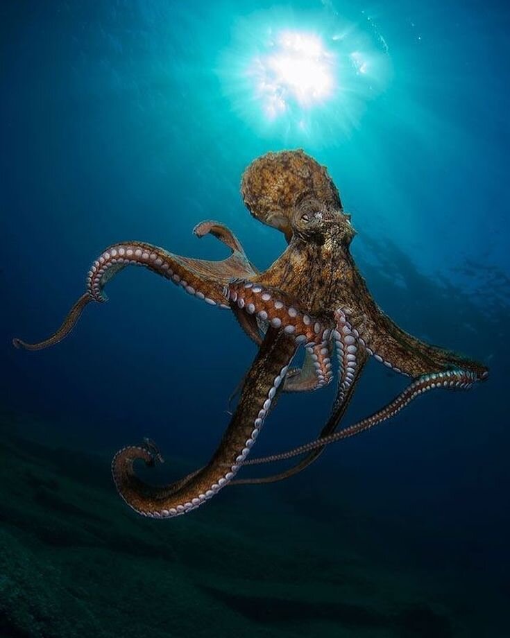 Фото осьминога живого большого в море