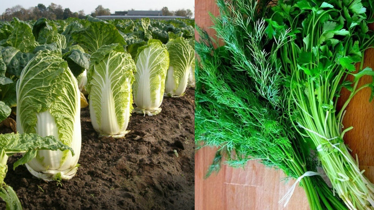 Пекинская капуста и зелень