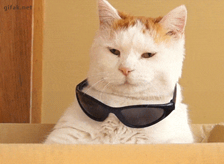 Котик