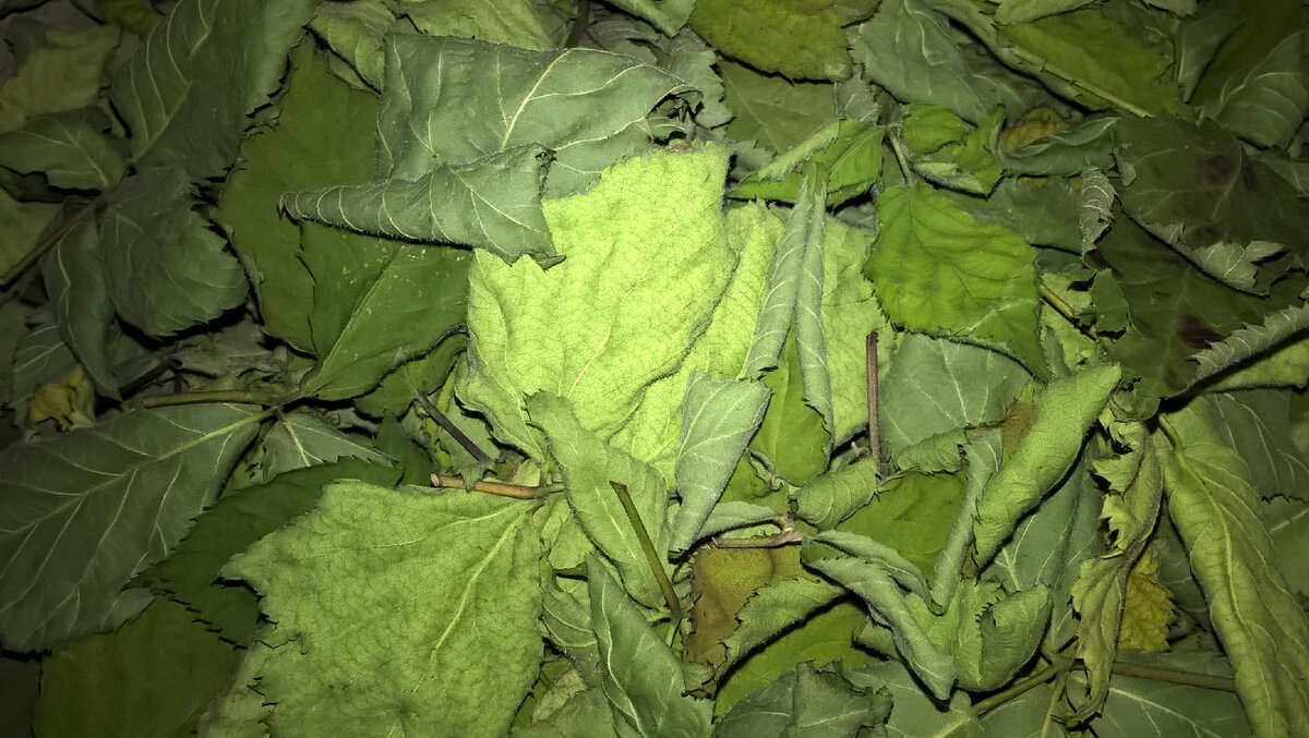 Сушеные листья ежевики