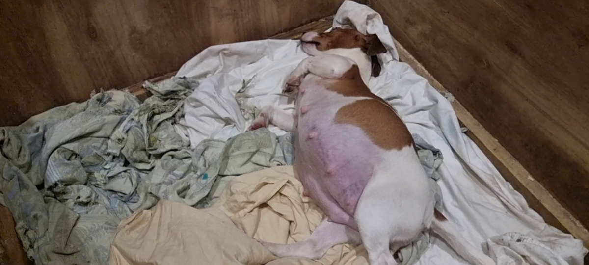 Малина в родах