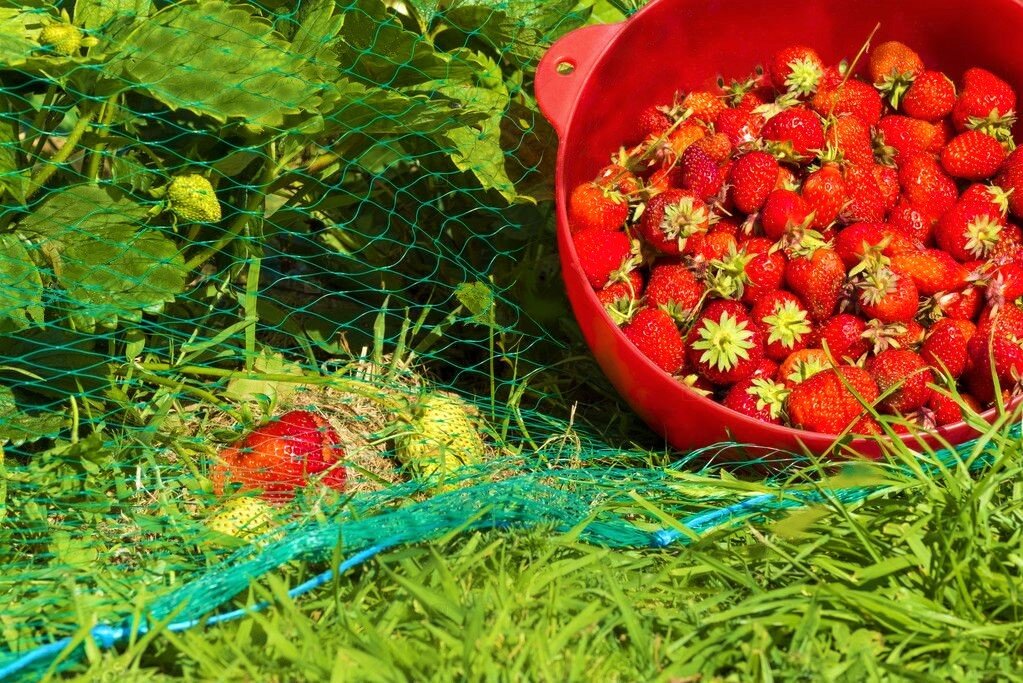 Урожай клубники под сеткой