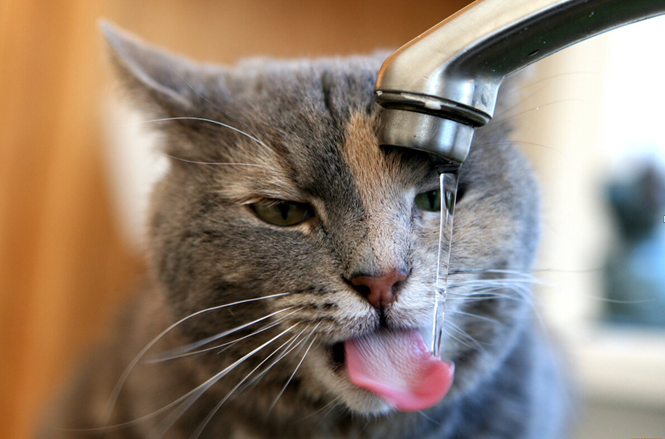 Фото с сервера Яндекс.Картинки