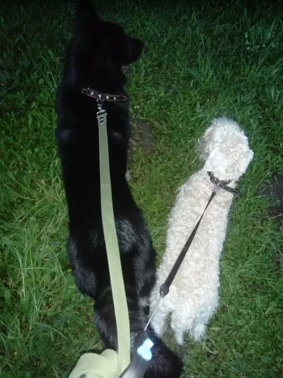 На фото - Грейс и Дашка | Фото автора