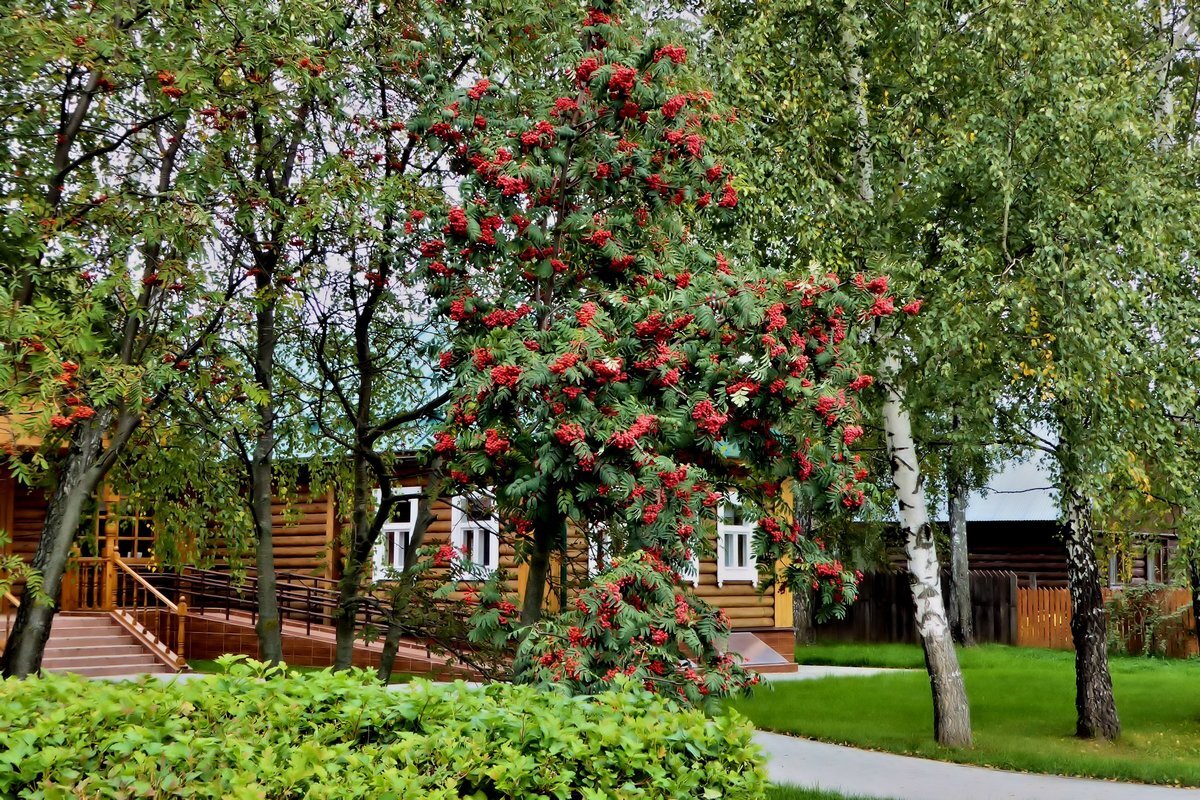 Аллея с деревьями, воспетыми С. Есениным