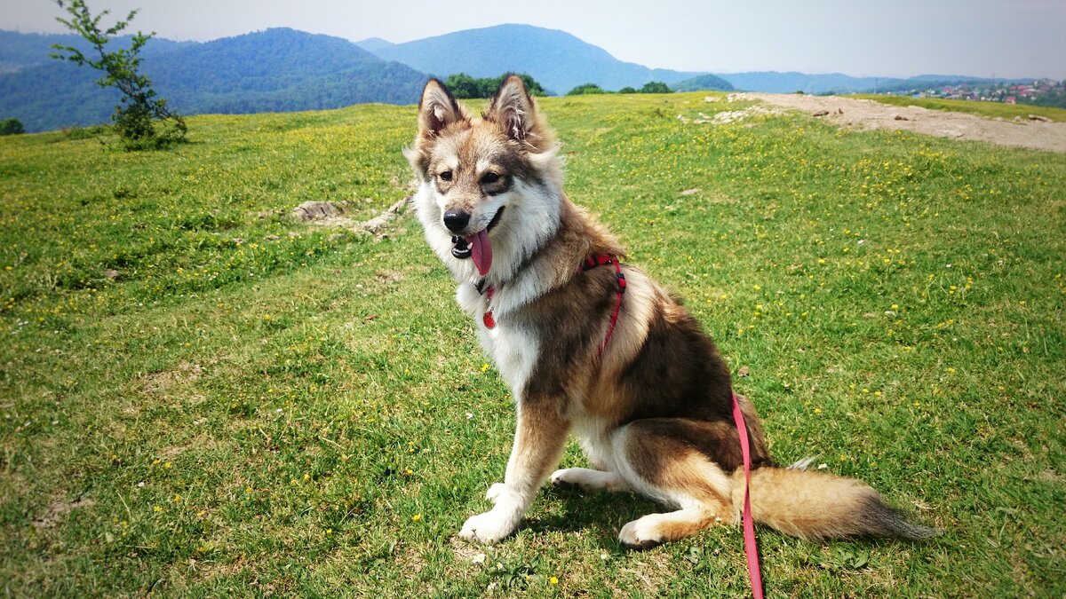 Шлейка подобной формы является не удобной для собаки, я от нее быстро отказалась. Шлейка фирмы Ferplast.