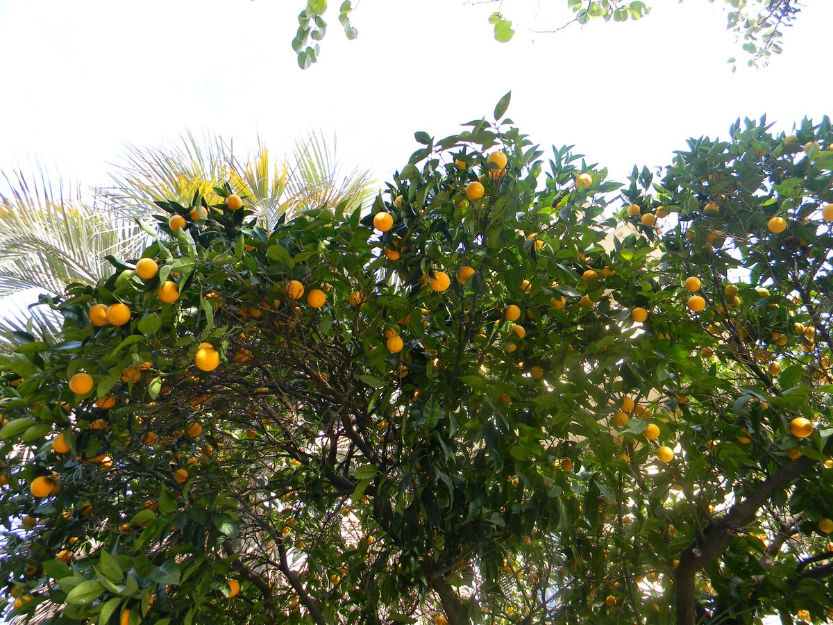 Фото: Piano Piano (растущие повсюду в городах апельсины и мандарины часто совершенно несъедобны)