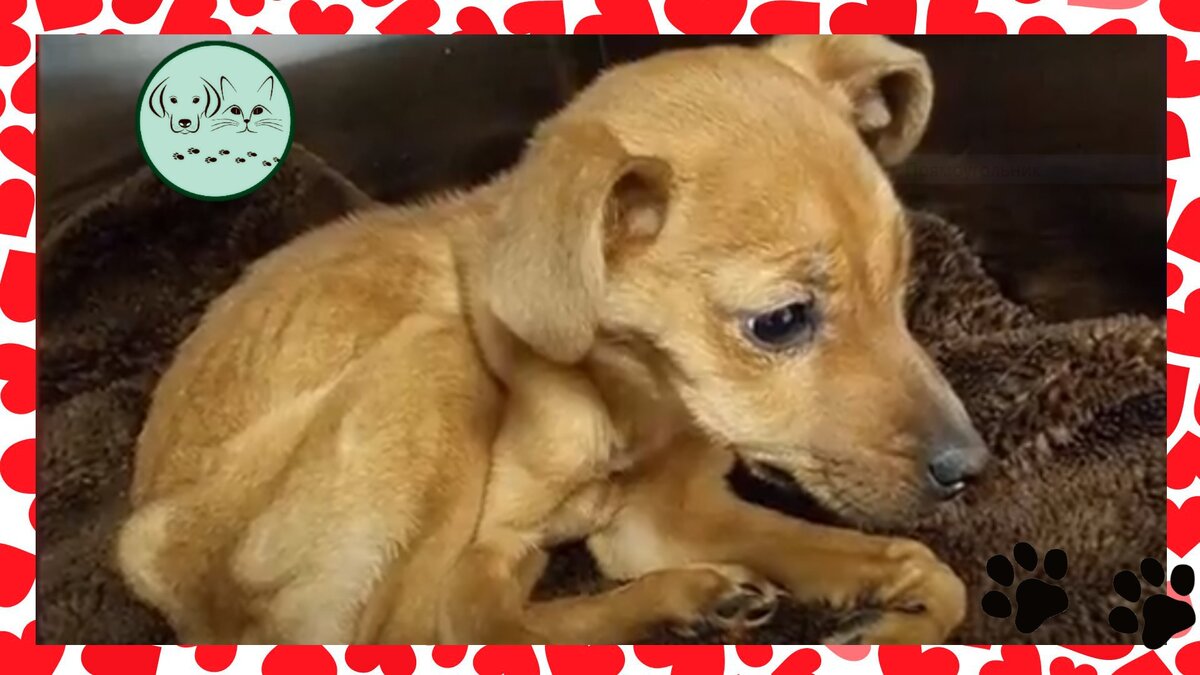 А такой её нашли полицейские