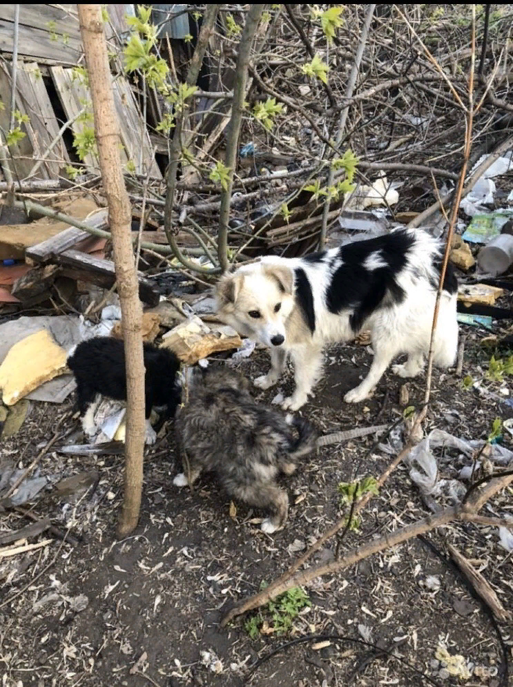 семья Вареньки