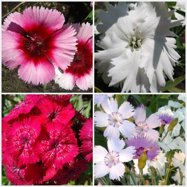 Родители: китайские гвоздики наверху, турецкая снизу слева, травянка снизу справа 