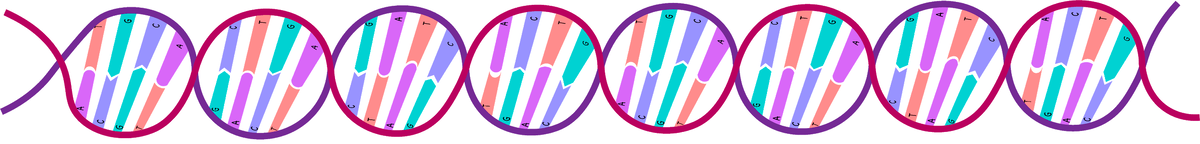 В ядре клетки хранится ДНК: все вы, наверное, видели картинки с этими переплетенными нитями из разноцветных кусочков.