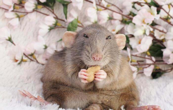 Если вам приснилась крысы, в близком окружении есть человек, который замышляет что-то против вас. Вас попытаются опозорить, распускают слухи и сплетни. Вы должны быть готовы к открытому противостоянию с неприятелем.