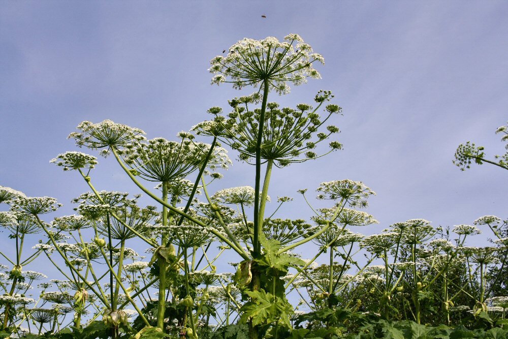 Борщевик Сосновского