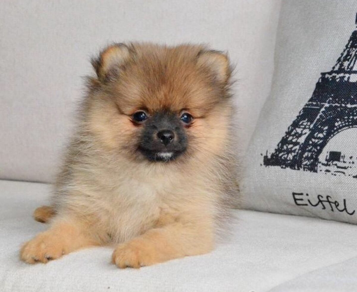 Наш Микки в детстве 