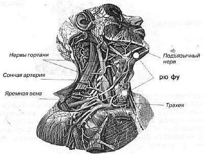 яремная ямка где | Дзен