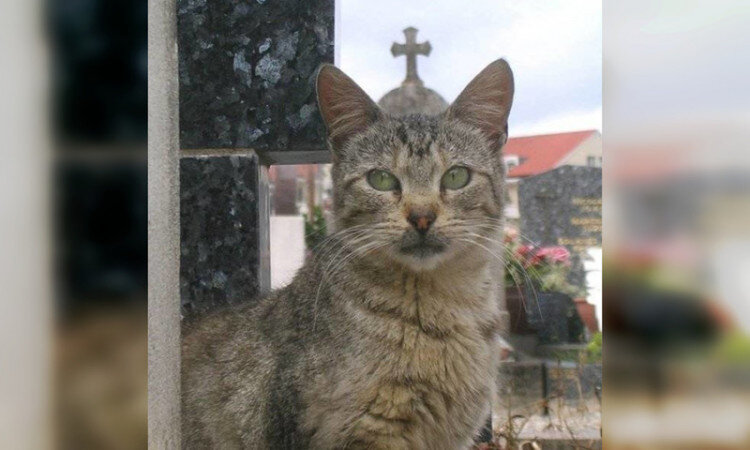 Фото взято из свободных источников сети Интернет