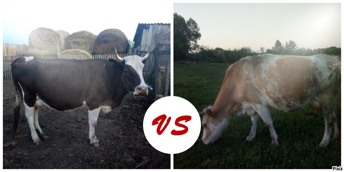 Апрюша US Малыша