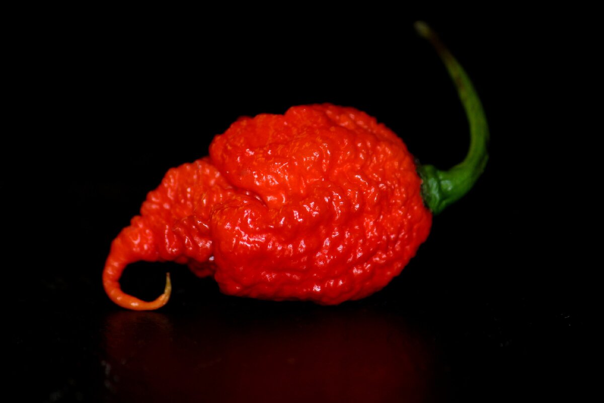 Каролина Рипер / Carolina Reaper: самый острый перец по версии Книги  рекордов Гиннесса | Hitsauce. Перцы чили и соусы | Дзен